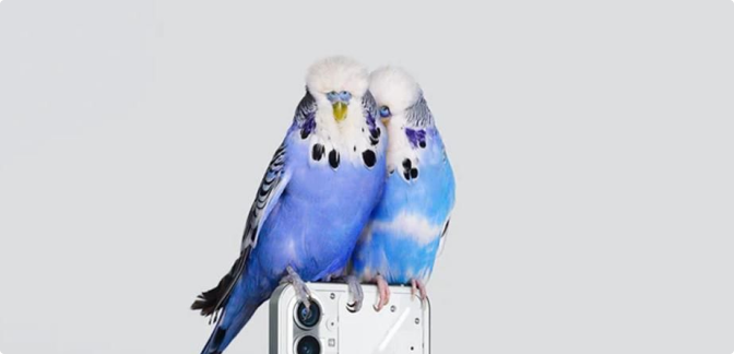 photo with birds